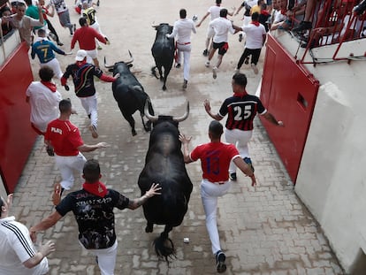 Los toros de la ganadería extremeña de Jandilla llegan a la plaza de Pamplona durante el sexto encierro de los sanfermines, el pasado miércoles.