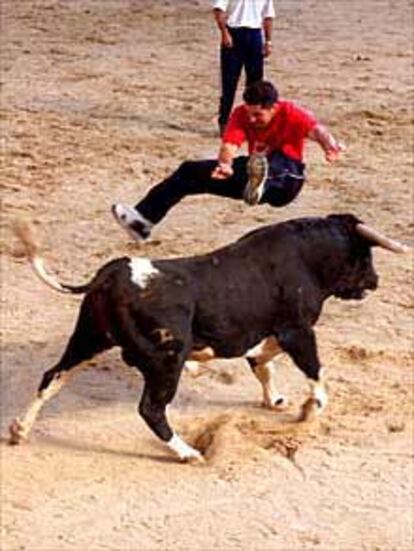 Un recortador salta un toro de la suelta de reses en Leganés.