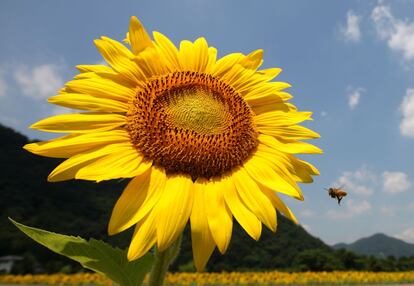 Una abeja vuela delante de un girasol en Sayo (Japón).