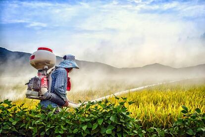 Un agricultor pulveriza un campo de arroz en Ganghwa-gun (Corea del Sur).