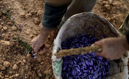 La recogida de azafrán en Las Eras, cerca de Alcalá del Júcar.