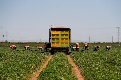 Inmigrantes recogen melón en una finca situada entre La Palma y Torre Pacheco