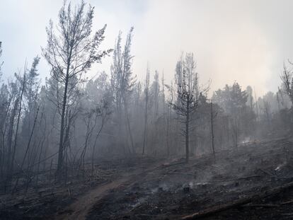 Bosque consumido por un incendio forestal en las montañas del municipio de Nemocón (Cundinamarca), el 24 de enero de 2024.