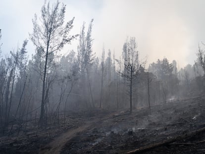 Incendio Cerros Orientales, Cundinamarca