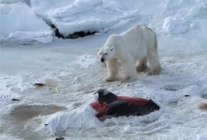 Un oso polar macho junto al cadáver de un delfín semienterrado en la nieve para su conservación.