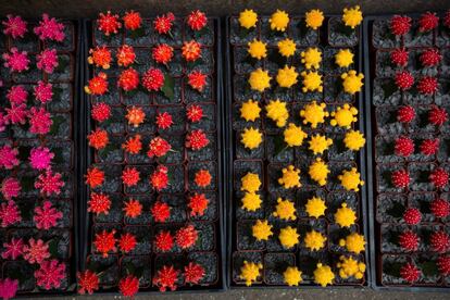 Plants are displayed for sale in Manhattan's flower district in New York, U.S., on Thursday, March 24, 2016. With an El Nino in the equatorial Pacific, winter across the contiguous U.S. was the warmest in history, and new daily high temperatures were posted last week in Philadelphia, Trenton, Boston and New York's Central Park. Photographer: Michael Nagle/Bloomberg