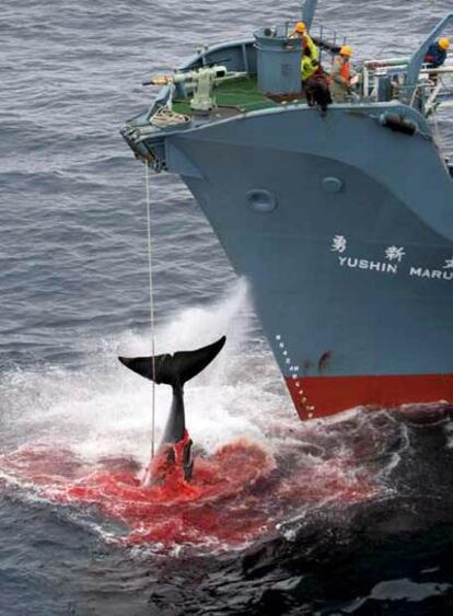 Un barco japonés captura una ballena en el Pacífico Sur.