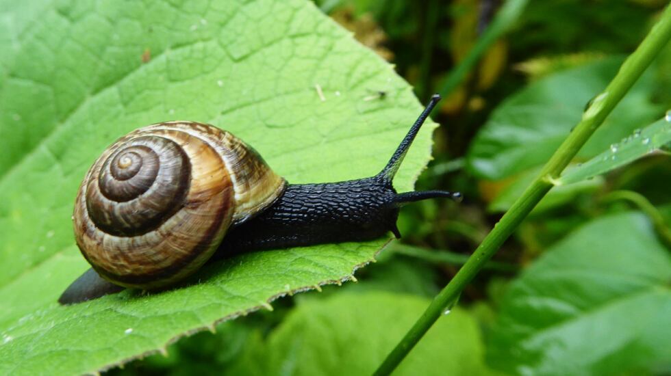 Este producto químico tiene efecto inmediato.