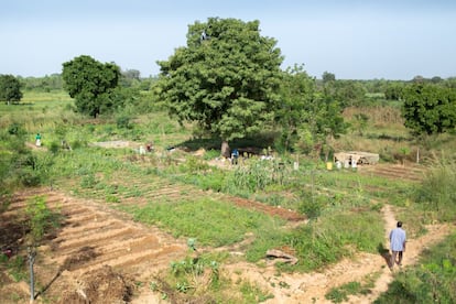 Uno de los objetivos de la agroecología es promover y conservar la biodiversidad. Según la Plataforma Intergubernamental de Ciencia y Política sobre Biodiversidad y Servicios de los Ecosistemas (IPBES), se estima una pérdida en la biodiversidad del planeta de entre un 38% y un 46% antes de 2050. En Beo-Neere se cultivan gran variedad de frutas y hortalizas como tomates, lechugas, zanahorias o ajenjo, planta que se usa localmente para combatir la malaria. Con estos modelos de cultivo, los agricultores afrontan mejor los efectos del cambio climático, las plagas y las enfermedades. Si un agricultor cultiva una amplia variedad de frutas y hortalizas, puede hacer frente a la subida o bajada del precio de un producto en el mercado sin que ésta le lleve a la quiebra.