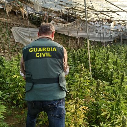 Operación Orza22 contra el cultivo de marihuana
GUARDIA CIVIL
27/05/2022