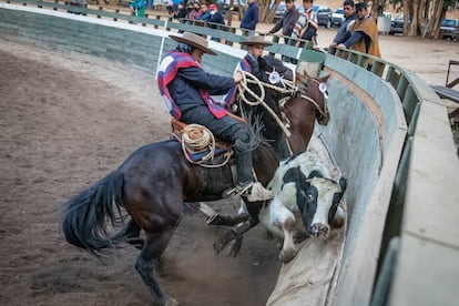 Dos jinetes embisten un novillo con sus caballos. El rodeo se reconoce como deporte en Chile desde 1962.