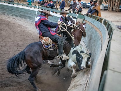 Dos jinetes embisten un novillo con sus caballos. El rodeo se reconoce como deporte en Chile desde 1962.