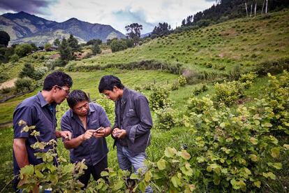 Servicios de extensión en un campo de avellanos