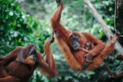Orangutanes de Sumatra en el parque nacional de Gunung Leuser, en la provincia de Aceh (Indonesia).