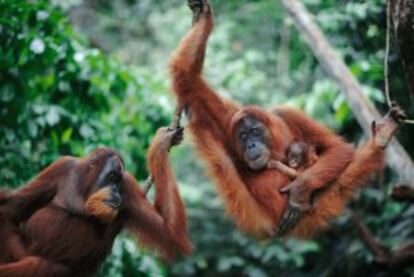 Orangutanes de Sumatra en el parque nacional de Gunung Leuser, en la provincia de Aceh (Indonesia).
