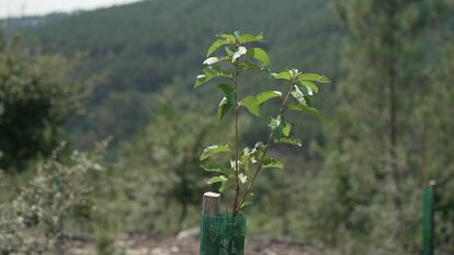 Uno de los ejmplares de la reforestación de Iberdrola.