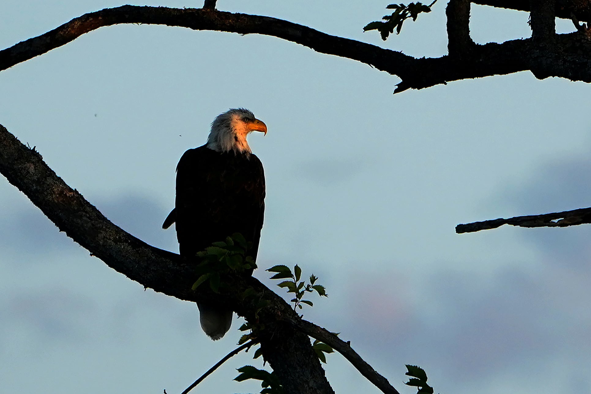 El águila calva es ya oficialmente el ave nacional de Estados Unidos