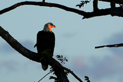 Un águila calva posada en un árbol en Baddeck (Nova Scotia, Canadá).