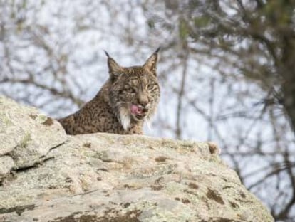 Un lince ibérico en la sierra de Andújar, en Jaén.