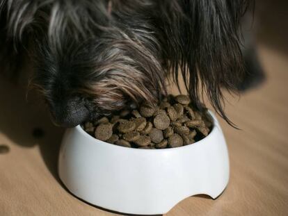 Un gos menja aliment especial per animals.