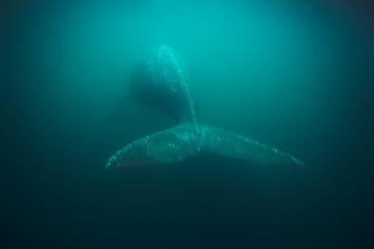 Ballenas en Chubut, Argentina