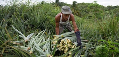 Filipinas es el tercer productor de piña del mundo. 