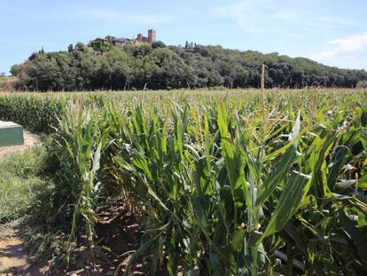 Camps des d'on suposadament es va filtrar l'aigua.