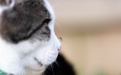 Cuando el perro o el gato tienen un accidente, como la picadura de un insecto, conviene acudir cuanto antes al veterinario, pero unos primeros auxilios básicos pueden ayudar a estabilizar al animal.