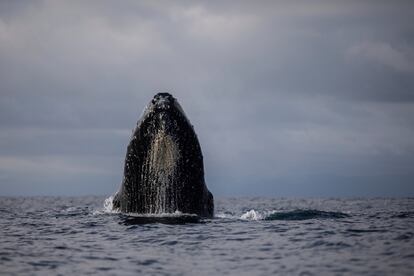 A humpback whale surfaces in the waters of Bahía Solano, Colombia, Tuesday, Aug. 29, 2023