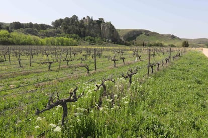 Viñas de Licinia, en Morata de Tajuña, junto al castillo de Cassasola.