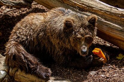 Un oso disfruta de un 'polo' de frutas para refrescarse, ante temperaturas que pueden superar los 40 grados.