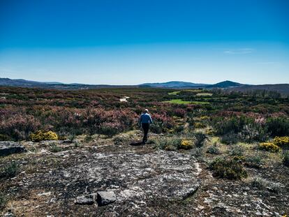 Fincas del monte comunal de Tameirón, en A Gudiña, donde tendrían que estar las plantaciones de castaño del Proyecto Castaña de la Diputación de Ourense.