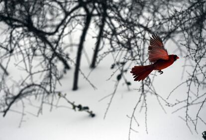 Un pájaro vuela en Central Park, Nueva York, durante una nevada, el 14 de marzo de 2017.