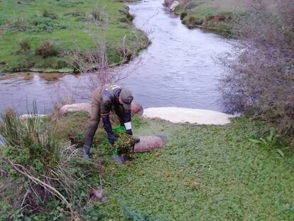 Un agente forestal recoge la planta en las inmediaciones de la Presa del Grajal, en Colmenar Viejo. 