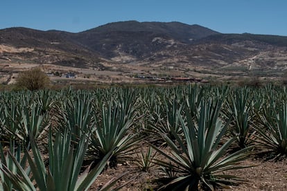 Vista de los campos de agave en Santiago Matatlán, Oaxaca (México).