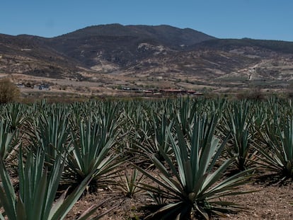 Vista de los campos de agave en Santiago Matatlán, Oaxaca (México).