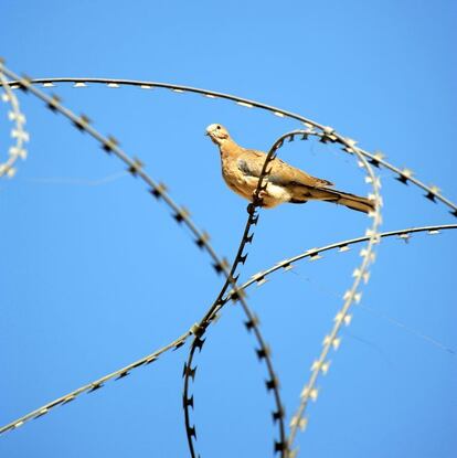 Mazar e Sharif, norte de Afganistán 2010. Esta imagen me atrapó una tarde sentado en el jardín de la casa que compartíamos en Mazar e Sharif. La aparente paradoja de una paloma disfrutando del descanso sobre un alambre de espino no fue la única que viví en este castigado país; también recordaré con cariño la amabilidad y hospitalidad de sus gentes, en contraste con la guerra.