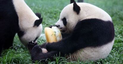Dos pandas comen un pastel helado de bambú en un zoo en Chengdu.