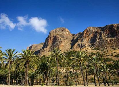 Un palmeral frente a la serranía de Orihuela.