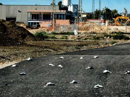 Gaviotas muertas en la planta de Fervasa