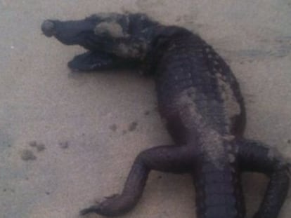 El cocodrilo encontrado en la playa de Riás.