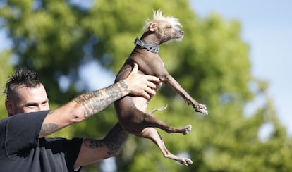 Icky, un Crestado Chino sin pelo, es presentado por su dueño durante el concurso donde se elige al perro más feo del mundo, en Petaluma, California, el 20 de junio de 2014.