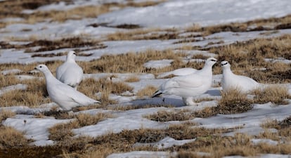 Snow partridges in the Pyrenees. In the absence of snow, their white color gives them away to predators.