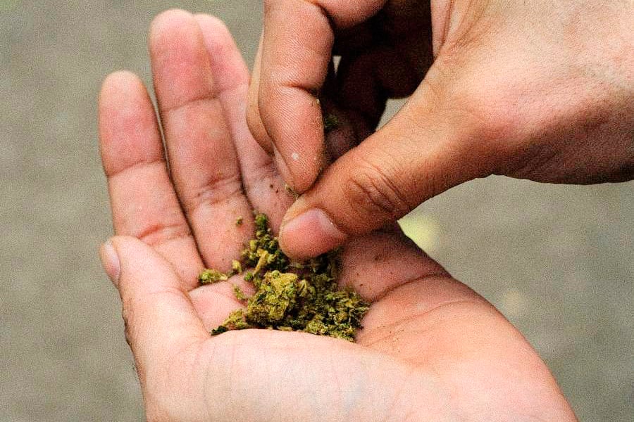 Imagen de archivo de una persona manipulando marihuana. 