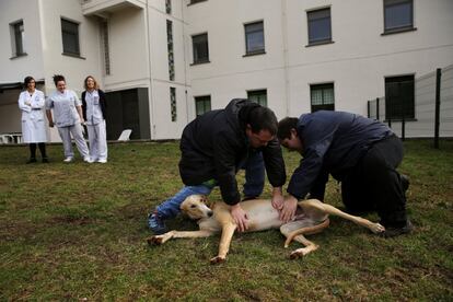 La Clínica Psiquiátrica Padre Menni y el Centro Hospitalario Benito Menni han iniciado en 2016 un programa llamado ‘Terapia asistida con animales’, premiado a nivel nacional.