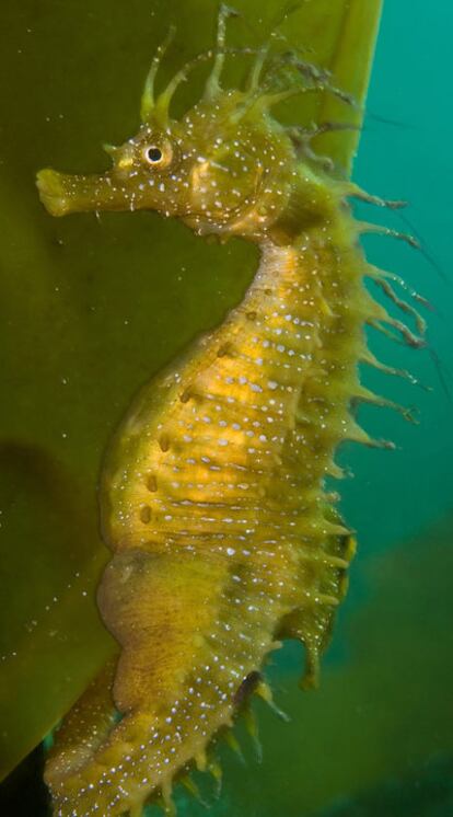 Caballito de mar fotografiado por los científicos de Oceana en punta Cabalo, en la isla de Arousa.