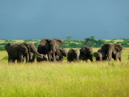 Manada de elefantes en un parque nacional de Uganda.