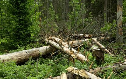 Una de las zonas afectadas por la tala de árboles llevada a cabo desde 2016 en el bosque de Bialowieza, en el noroeste de Polonia.