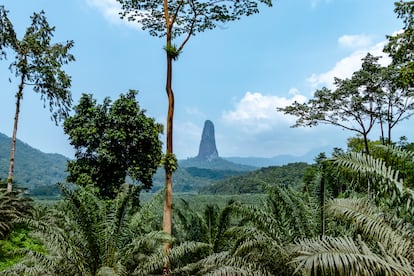 Santo Tomé y Príncipe. En el Golfo de Guinea, esta nación formada por dos islas es la segunda más pequeña de África, una combinación de maravillas naturales con una interesante historia. Se ha convertido en un destino de ecoturismo seguro y acogedor. Hay bosques, fantásticas playas, junglas listas para ser exploradas y mares perfectos para el esnórquel o la pesca. Su economía, además del turismo, se basa en la producción de cacao y, sobre todo, en el petróleo.
Santo Tomé y Príncipe pertenecen a una cadena de volcanes que comienza en Camerún y se extiende 1.600 kilómetros hacia el Golfo de Guinea a lo largo de una falla geográfica de unos 3.000 metros de profundidad. Príncipe tiene alrededor de 31 millones de años, el doble de la edad de Santo Tomé, y en otros tiempos fue mucho más grande, extendiéndose para abarcar las pequeñas islas Tinhosa, ahora a unos 20 kilómetros de distancia. La erosión ha dejado magníficas agujas de fonolita, los restos endurecidos de antiguas columnas de magma. En Santo Tomé, la más llamativa de ellas es el pico Cão Grande (en la imagen), la vista de postal del país; Príncipe tiene la Baía das Agulhas, de aspecto primitivo.
Antes de la llegada de los portugueses, alrededor de 1470, ambas islas estaban cubiertas de selva tropical. Durante el dominio colonial este bosque primario fue talado casi por completo, con la excepción de los picos más altos e inaccesibles. Hoy vuelven a estar cubiertas por la selva y gracias a su lejanía tienen un alto nivel de endemismo en su flora y fauna: 25 especies de aves (de las mayores concentraciones de especies endémicas del mundo) y 120 especies de plantas (incluidas las begonias más pequeñas y más grandes del planeta).