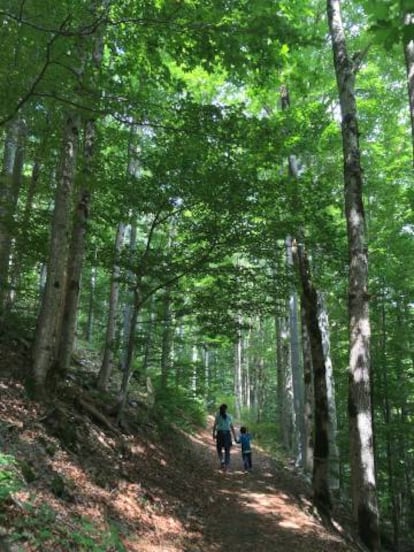 Ruta de las cascadas de Fahl, cerca del pueblo de Todtnau, en la Selva Negra (Alemania).